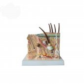 Deri Kıl Kökü Maketi Model 43 - 1