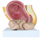 Gebelik Doğum Maketi Model 40 - 2