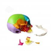 Kafa Maketi 22 Parça Normal Boy Model 35 - 3