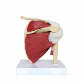 Kaslı Omuz Maketi Model 33 - 3