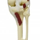 Kaslı Diz Maketi Model 31 - 3