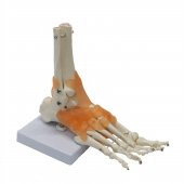 Omurga Ayak Maketi Model 29 - 1