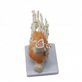 Omurga Ayak Maketi Model 29 - 3