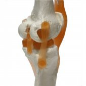 Omurga Diz Maketi Model 27 - 2