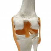 Omurga Diz Maketi Model 27 - 3