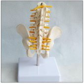 Omurga Pelvis Maketi Model 25 - 2