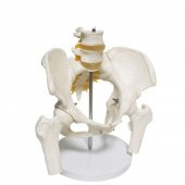 Omurga Pelvis Maketi Model 24 - 1