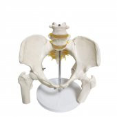 Omurga Pelvis Maketi Model 24 - 3