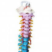 Omurga Maketi 85 cm Model 18 - 2