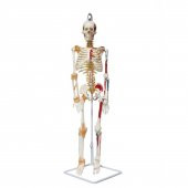 Tam İskelet Maketi 85 cm Model 9 - 1