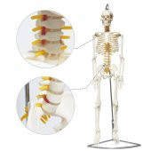 Tam İskelet Maketi 85 cm Model 6 - 1