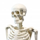 Tam İskelet Maketi 85 cm Model 5 - 2