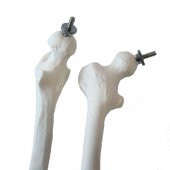 Tam İskelet Maketi 85 cm Model 5 - 3