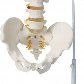 OMURGA MAKETİ 85 CM ,MODEL 15 - 4