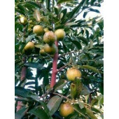 Çikolata Puding Meyvesi (adet) Black Sapote Diospyros Nigra - 2