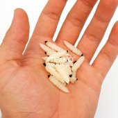 EFFE Silikon Larva Kurtçuk Mısır Aromalı Suni Yem 2.6cm Krem - 3