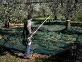 Cifarelli SC 605 Kancalı Zeytin Hasat Makinesi - 6