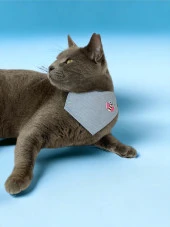 Butterfly Kedi Bandana, Fular, Kedi Kıyafeti Kedi Elbisesi, Kedi Tasması - 5