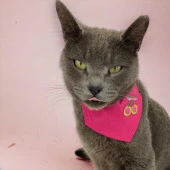 Cherry Kedi Bandana, Fular, Kedi Kıyafeti Kedi Elbisesi, Kedi Tasması - 1