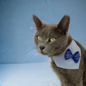 Dinner Date Navy Kedi Bandana, Fular, Kedi Kıyafeti Kedi Elbisesi, Kedi Tasması - 1