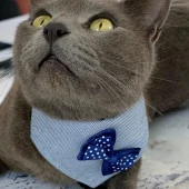 Dinner Date Navy Kedi Bandana, Fular, Kedi Kıyafeti Kedi Elbisesi, Kedi Tasması - 3