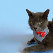 Dinner Date Red Kedi Bandana, Fular, Kedi Kıyafeti Kedi Elbisesi, Kedi Tasması - 2