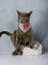 Love You Kedi Bandana, Fular, Kedi Kıyafeti Kedi Elbisesi, Kedi Tasması - 1