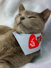 Love You Kedi Bandana, Fular, Kedi Kıyafeti Kedi Elbisesi, Kedi Tasması - 2