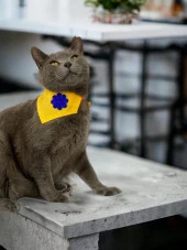 Yellow Blue Kedi Bandana, Fular, Kedi Kıyafeti Kedi Elbisesi, Kedi Tasması - 5