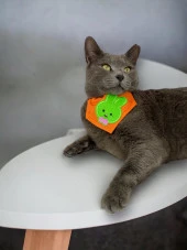 Green Bunny Kedi Bandana, Fular, Kedi Kıyafeti Kedi Elbisesi, Kedi Tasması - 2