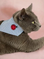 Uğur Böceği Kedi Bandana, Fular, Kedi Kıyafeti Kedi Elbisesi, Kedi Tasması - 2