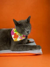 Summer Kedi Bandana, Fular, Kedi Kıyafeti Kedi Elbisesi, Kedi Tasması - 1