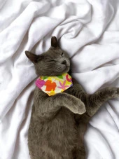 Summer Kedi Bandana, Fular, Kedi Kıyafeti Kedi Elbisesi, Kedi Tasması - 2