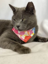 Autumn Kedi Bandana, Fular, Kedi Kıyafeti Kedi Elbisesi, Kedi Tasması - 1