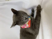 Autumn Kedi Bandana, Fular, Kedi Kıyafeti Kedi Elbisesi, Kedi Tasması - 3