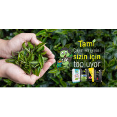 YEŞİL İNCİ GOLD ÇAY 5 KG - 3