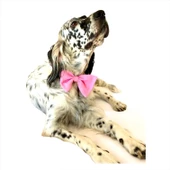 KEDİ VE KÖPEKLER İÇİN PAPYON  PEMBE thumbnail 6