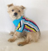 MAVİ GÖKKUŞAĞI Polo Yaka Tişört Summer T Köpek Kıyafeti,Elbisesi - 2