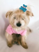 TOKA by Kemique TEDDY Serisi  SARI - 6