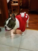 Santa Polar Yılbaşı Kıyafeti Orta ve Büyük Irk - 12