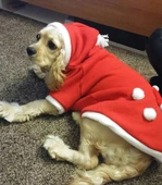 Santa Polar Yılbaşı Kıyafeti Orta ve Büyük Irk - 1