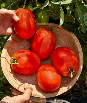 İtalyan Rio Grande Domates Tohumu thumbnail 1