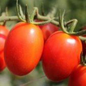 İtalyan Rio Grande Domates Tohumu thumbnail 3