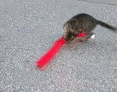 Kedi Tırmalama Fırçası - Kedi Oyuncağı - 4