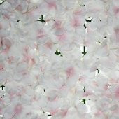 40x60cm Çiçek Panosu Panel (0,24m2) Ortanca Çiçekli - 6