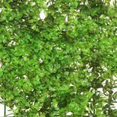 40x60cm Çiçek Panosu Panel (0,24m2) Uzun Şimşir Dallı - 2