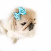 TOKA by Kemique  Stripe Serisi MAVİ Köpek Tokası - 5