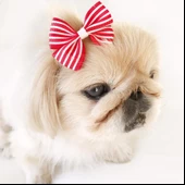 TOKA by Kemique  Stripe Serisi  PEMBE Köpek Tokası - 7