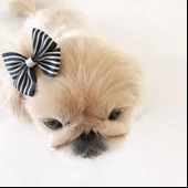 TOKA by Kemique  Stripe Serisi MAVİ Köpek Tokası - 7