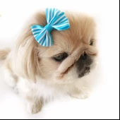 TOKA by Kemique  Stripe Serisi  PEMBE Köpek Tokası - 6